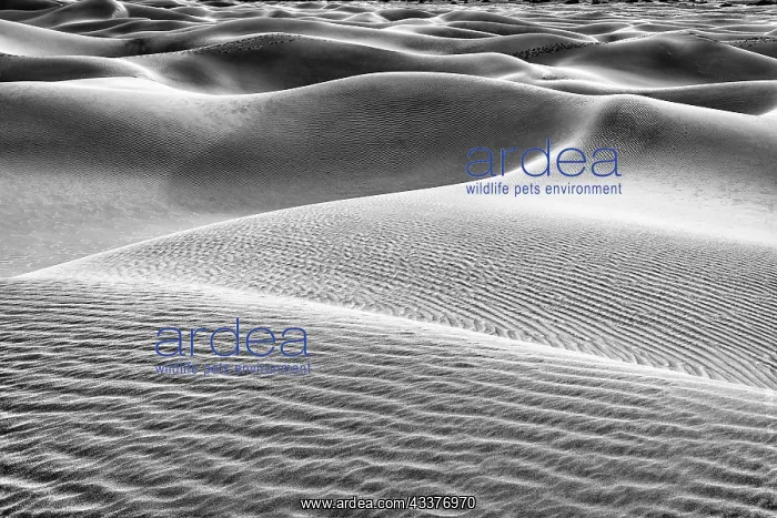 : Mesquite Dunes, Death Valley National Park, California : Mesquite Dunes, Death Valley National Park, California