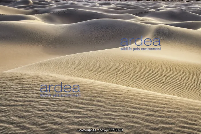: Mesquite Dunes, Death Valley National Park, California : Mesquite Dunes, Death Valley National Park, California