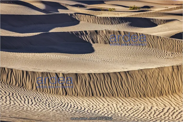 : Mesquite Dunes, Death Valley National Park, California : Mesquite Dunes, Death Valley National Park, California
