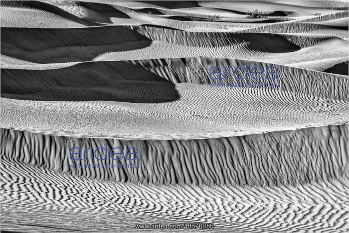 : Mesquite Dunes, Death Valley National Park, California : Mesquite Dunes, Death Valley National Park, California
