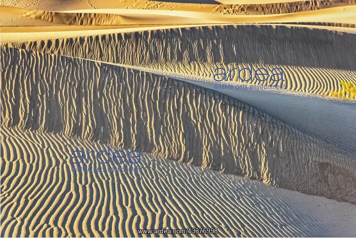 : Mesquite Dunes, Death Valley National Park, California : Mesquite Dunes, Death Valley National Park, California