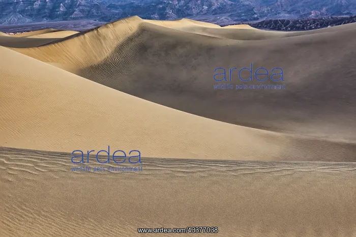: Mesquite Dunes, Death Valley National Park, California : Mesquite Dunes, Death Valley National Park, California