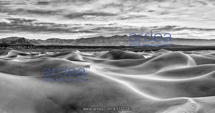 : Mesquite Dunes, Death Valley National Park, California : Mesquite Dunes, Death Valley National Park, California