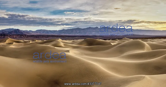 : Mesquite Dunes, Death Valley National Park, California : Mesquite Dunes, Death Valley National Park, California