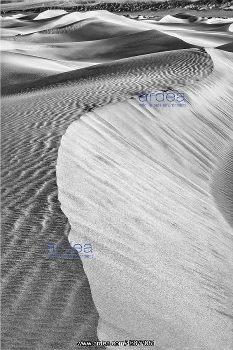 : Mesquite Dunes, Death Valley National Park, California : Mesquite Dunes, Death Valley National Park, California