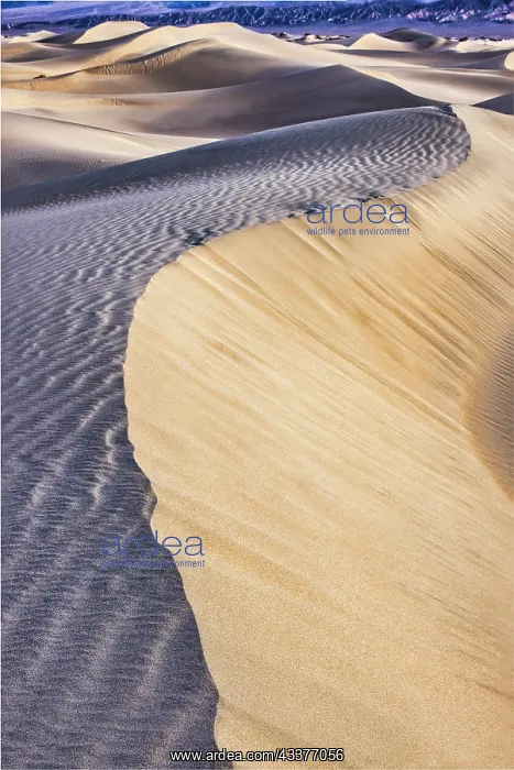 : Mesquite Dunes, Death Valley National Park, California : Mesquite Dunes, Death Valley National Park, California