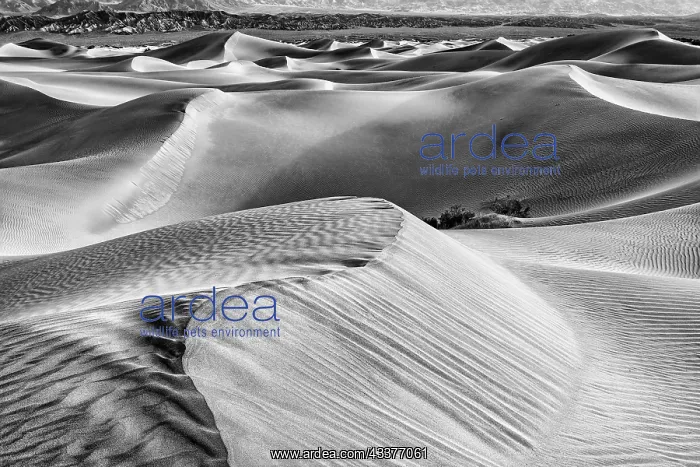 : Mesquite Dunes, Death Valley National Park, California : Mesquite Dunes, Death Valley National Park, California
