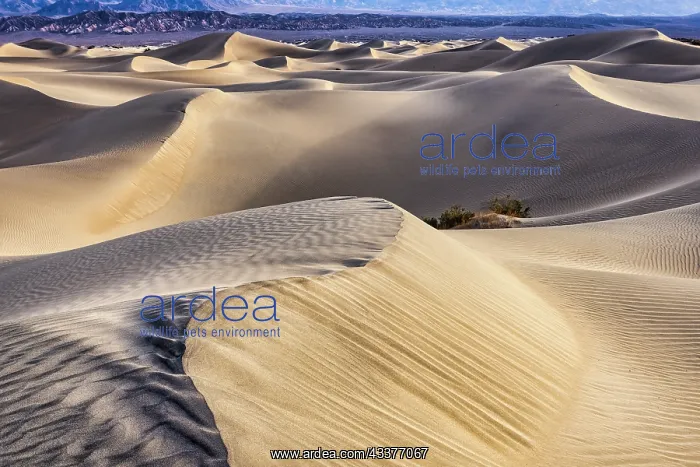: Mesquite Dunes, Death Valley National Park, California : Mesquite Dunes, Death Valley National Park, California