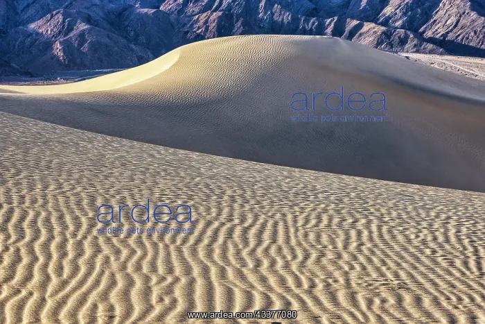 : Mesquite Dunes, Death Valley National Park, California : Mesquite Dunes, Death Valley National Park, California