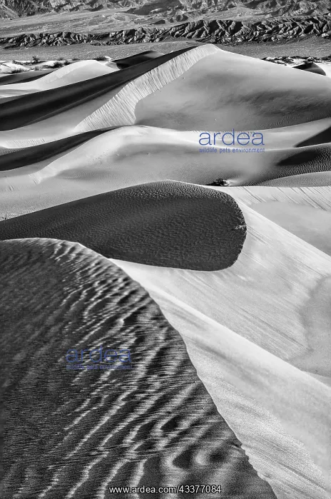 : Mesquite Dunes, Death Valley National Park, California : Mesquite Dunes, Death Valley National Park, California