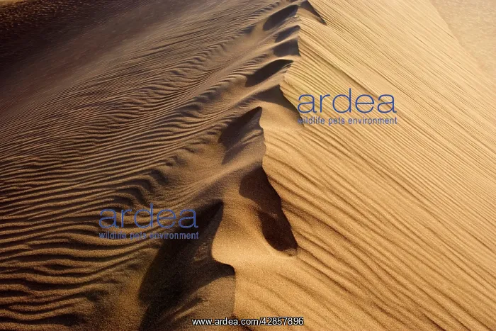 : Mesquite Flat Sand Dune - obscured foot steps on : Mesquite Flat Sand Dune - obscured foot steps on