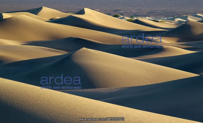 : Mesquite Flat Sand Dunes in the Death Valley in : Mesquite Flat Sand Dunes in the Death Valley in