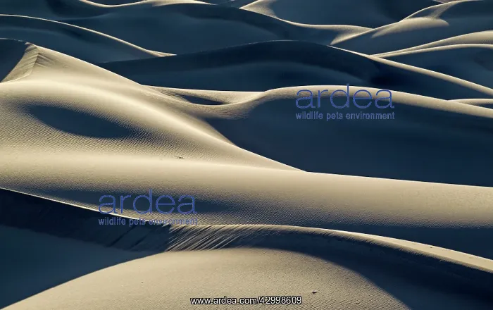: Detail of the Mesquite Flat Sand Dunes in the Death Valley : Detail of the Mesquite Flat Sand Dunes in the Death Valley