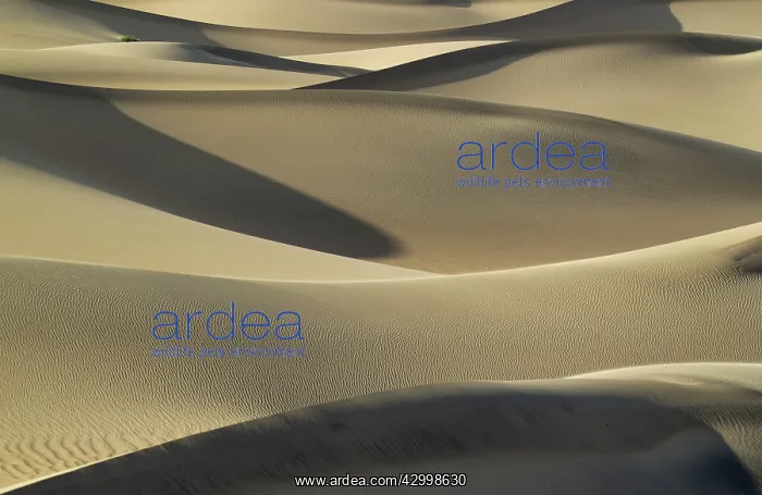 : Detail of the Mesquite Flat Sand Dunes in the evening : Detail of the Mesquite Flat Sand Dunes in the evening