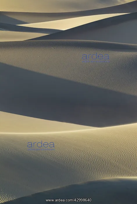 : Detail of the Mesquite Flat Sand Dunes in the evening : Detail of the Mesquite Flat Sand Dunes in the evening