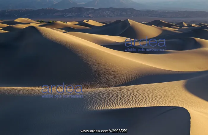 : Mesquite Flat Sand Dunes and the foothills of the : Mesquite Flat Sand Dunes and the foothills of the