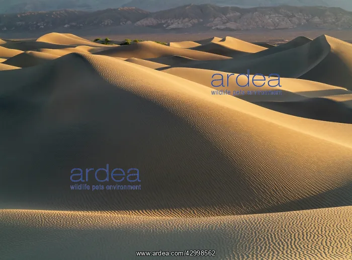 : Mesquite Flat Sand Dunes and the foothills of the : Mesquite Flat Sand Dunes and the foothills of the