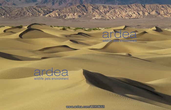 : Mesquite Flat Sand Dunes and the foothills of the : Mesquite Flat Sand Dunes and the foothills of the