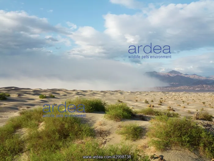 : Mesquite Flat Sand Dunes and Grapevine Mountains : Mesquite Flat Sand Dunes and Grapevine Mountains