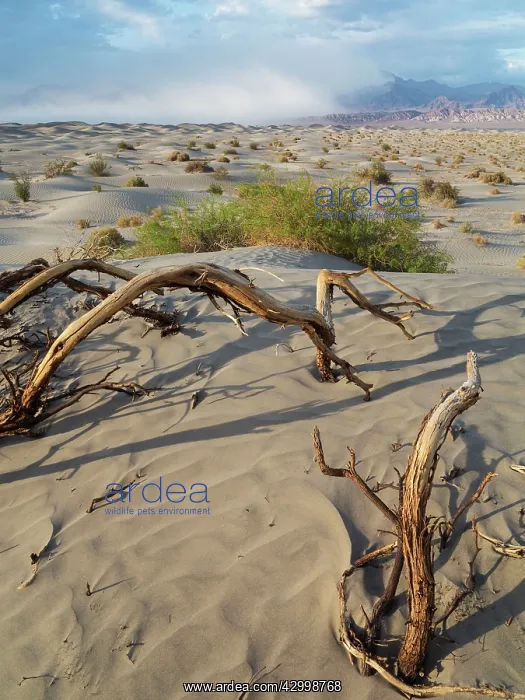: Mesquite Flat Sand Dunes and Grapevine Mountains : Mesquite Flat Sand Dunes and Grapevine Mountains
