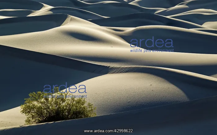 : Detail of the Mesquite Flat Sand Dunes with a Honey : Detail of the Mesquite Flat Sand Dunes with a Honey