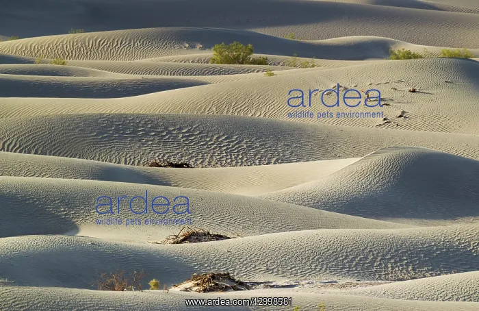 : Detail of the Mesquite Flat Sand Dunes with scattered : Detail of the Mesquite Flat Sand Dunes with scattered