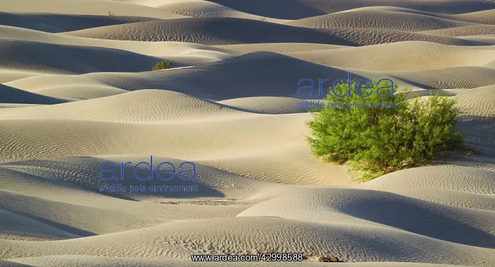 : Detail of the Mesquite Flat Sand Dunes with scattered : Detail of the Mesquite Flat Sand Dunes with scattered