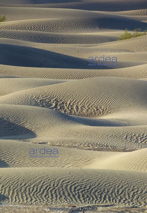 : Detail of the Mesquite Flat Sand Dunes with scattered : Detail of the Mesquite Flat Sand Dunes with scattered