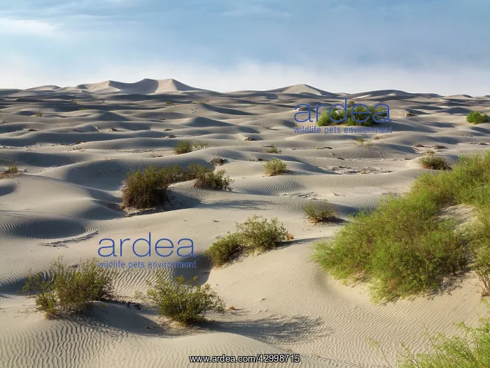 : Mesquite Flat Sand Dunes with scattered young Honey : Mesquite Flat Sand Dunes with scattered young Honey