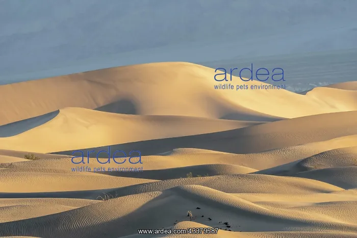 : Mesquite Flat Sand Dunes at sunrise, Death Valle : Mesquite Flat Sand Dunes at sunrise, Death Valle