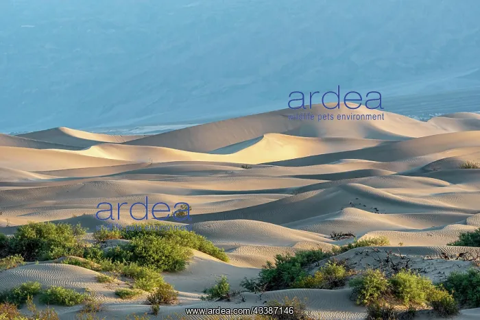 : Mesquite Flat Sand Dunes at sunrise, Death Valle : Mesquite Flat Sand Dunes at sunrise, Death Valle
