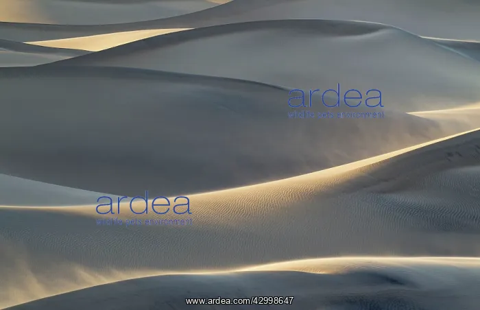 : Detail of the Mesquite Flat Sand Dunes at a windy : Detail of the Mesquite Flat Sand Dunes at a windy