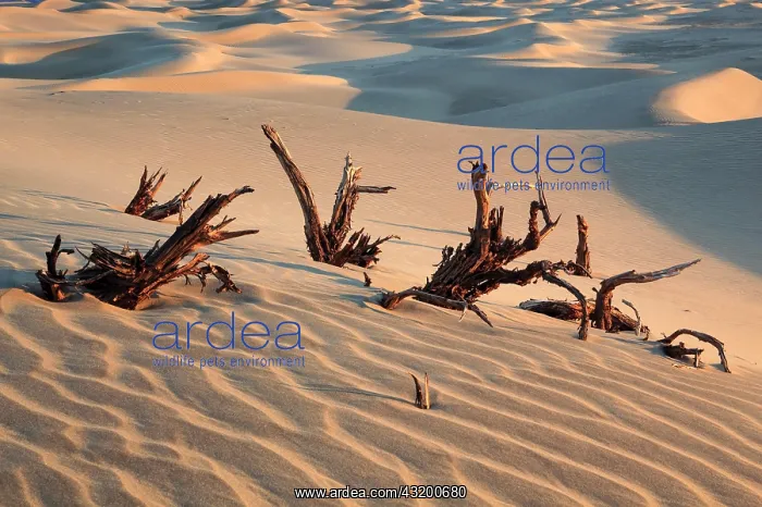 : Mesquite Flats Sand Dunes, Sand Dunes, Death Valley : Mesquite Flats Sand Dunes, Sand Dunes, Death Valley