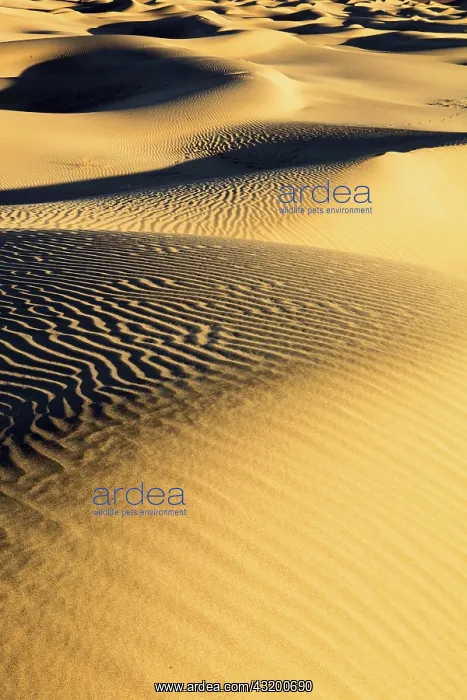 : Mesquite Flats Sand Dunes, Sand Dunes, Death Valley : Mesquite Flats Sand Dunes, Sand Dunes, Death Valley