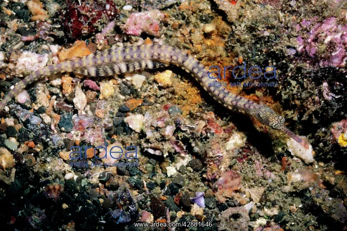  : MESSMATE PIPEFISH