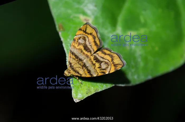 : Metal-mark Moth on leaf - Klungkung, Bali, Indonesia : Metal-mark Moth on leaf - Klungkung, Bali, Indonesia