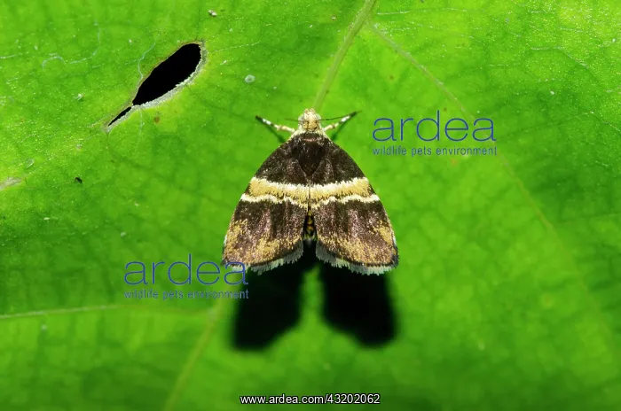 : Metal-mark Moth on leaf - Klungkung, Bali, Indonesia : Metal-mark Moth on leaf - Klungkung, Bali, Indonesia