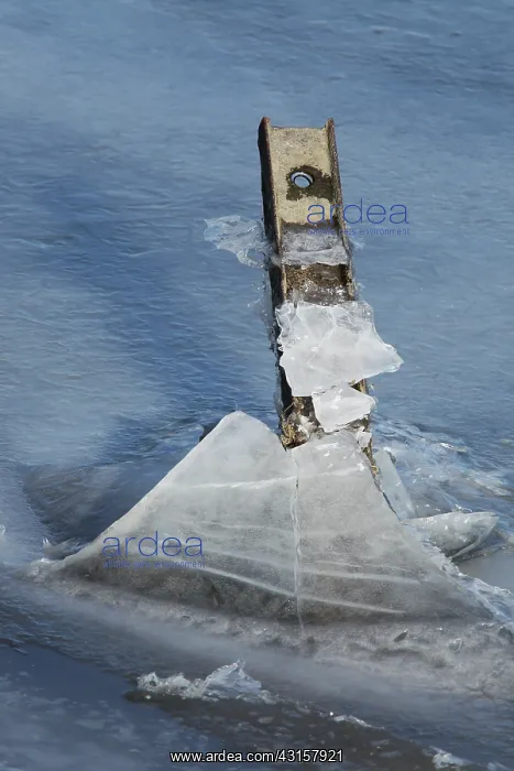 : Metal pole protrudes out of the ice, The Netherlands : Metal pole protrudes out of the ice, The Netherlands