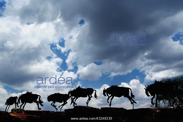 : Metal Wildebeest artwork, National Park : Metal Wildebeest artwork, National Park