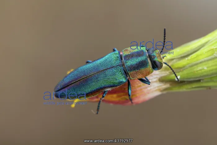 : Metalic Wood-boring Beetle (Anthaxia hungarica) : Metalic Wood-boring Beetle (Anthaxia hungarica)