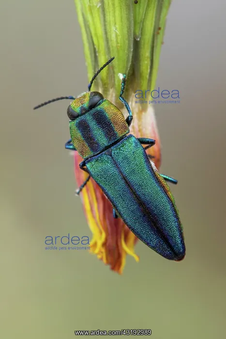 : Metalic Wood-boring Beetle (Anthaxia hungarica) : Metalic Wood-boring Beetle (Anthaxia hungarica)