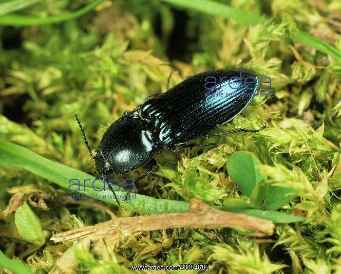  : Metallic Blue Click Beetle