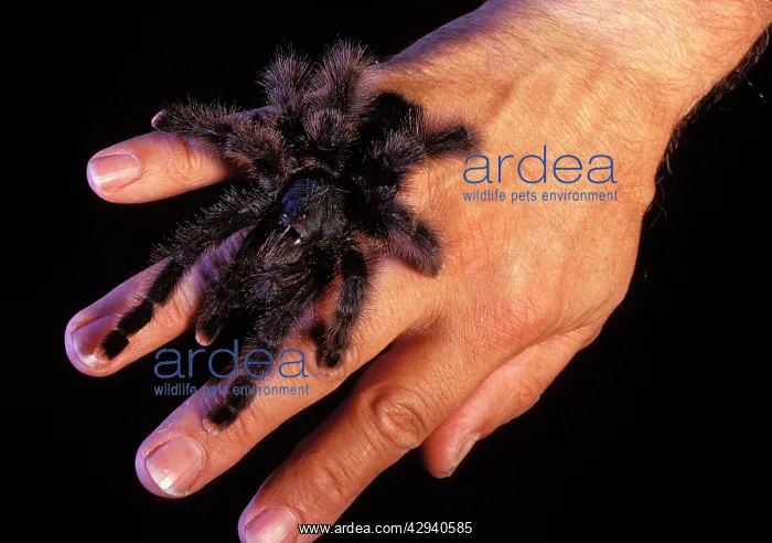 : Metallic Pinktoe Tarantula - on a manIs hand : Metallic Pinktoe Tarantula - on a manIs hand