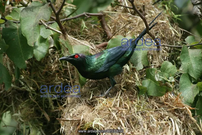  : Metallic  /  Shining Starling