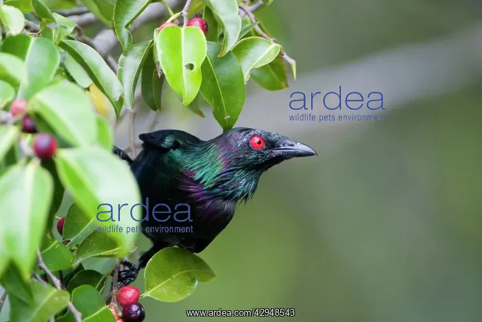 : Metallic / Shining Starling : Metallic / Shining Starling