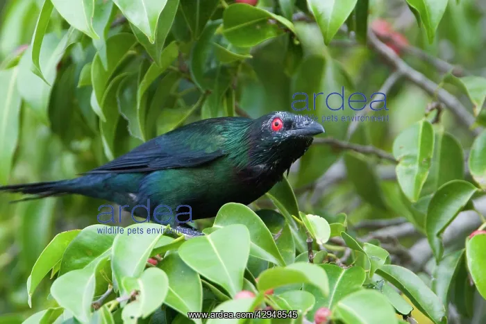 : Metallic / Shining Starling : Metallic / Shining Starling