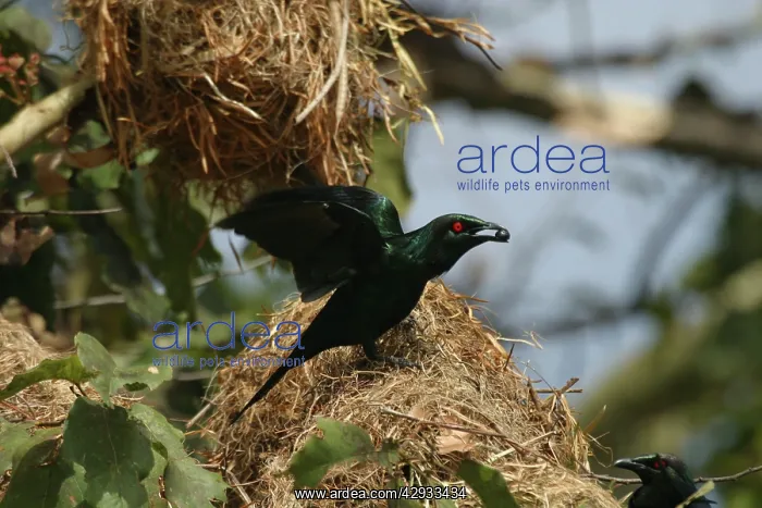 : Metallic / Shining Starling - With food in beak : Metallic / Shining Starling - With food in beak