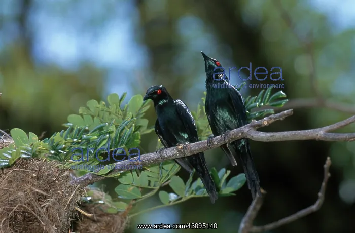 : Metallic Starlings : Metallic Starlings