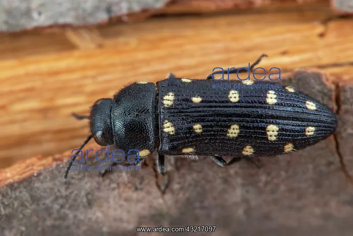  : Metallic wood borer (Acmaeodera degener), Lavalduc
