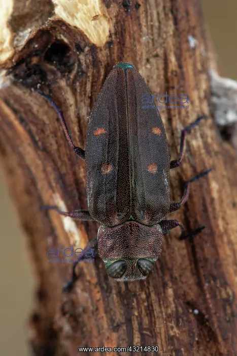 : Metallic Wood Borer (Chrysobothris affinis) on wood : Metallic Wood Borer (Chrysobothris affinis) on wood